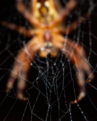 forest cobweb wet with dew