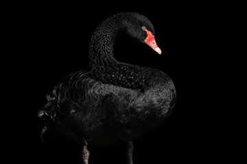 Foto op Aluminium Zwarte zwaan geïsoleerd op zwarte achtergrond (Cygnus atratus). Mooie West-Australische zwarte zwaan. © Lubos Chlubny