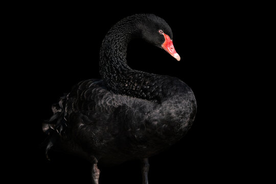 Black swan isolated on black background (Cygnus atratus). Beautiful west australian black swan.