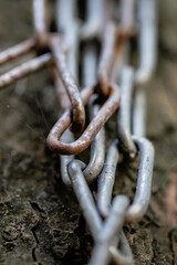 old rusty chain on a tree
