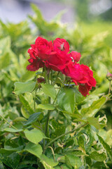 Red rose blossoms in summer