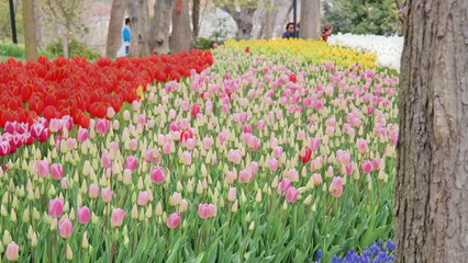 Tulip Flower Festival in Emirgan Park, Turkey