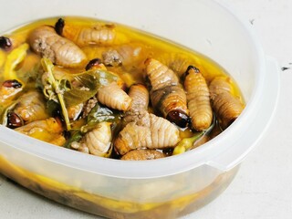 Known as Butod locally, Sago Grub or Sago Worm is nutritious food of Sabah, Malaysia. Sago grub is a healthy source of protein and fiber.