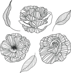 Rose flowers and leaves  isolated on white. Hand drawn line vector illustration. Eps 10