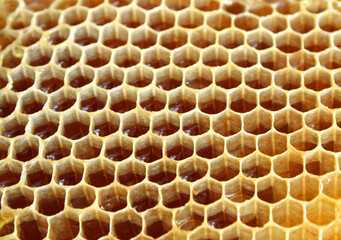 close up of honeycomb with natural honey