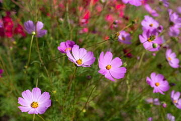 garden flowers of cosmea close-up with a blurred green background