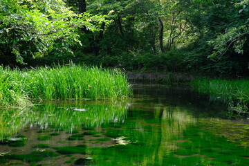 Fototapeta na wymiar Lake surrounded by green vegetation