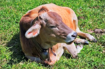 Cow lying down in the meadow