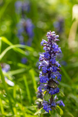 Ajuga reptans flower growing in the field, close up shoot