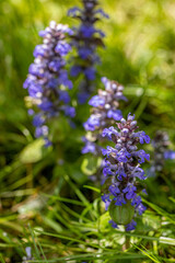 Ajuga reptans flower growing in the field
