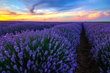 Fototapeta na wymiar Exciting landscape with blooming lavender field at sunset