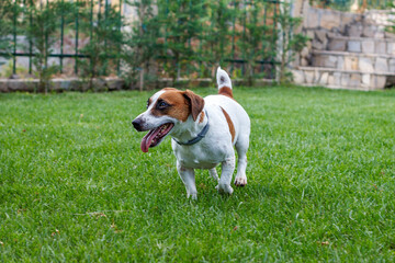 puppy purebred jack Russell terrier walking in a garden