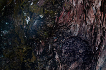 a wooden tree with textures and parasites that grow on it