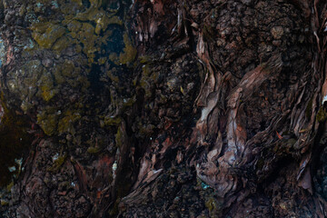 a wooden tree with textures and parasites that grow on it