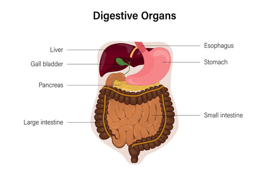 Human digestive organs with discription vector, Medical Education, Human Physiology