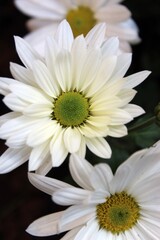 white daisy flower