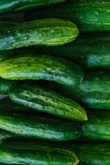 Background of green fresh cucumbers. Natural texture. Agricultural industry.