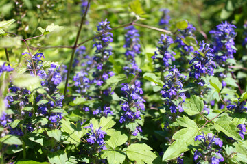 Blue ayuga flowers in the field (Ajuga reptans)