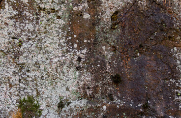 Stone texture with rust and lichen. Organic background.