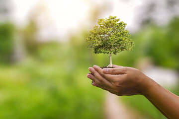Fototapeta na wymiar Growing tree in a human hand and on green sunny background blur eco concept earth day card protect the environment keep the world clean