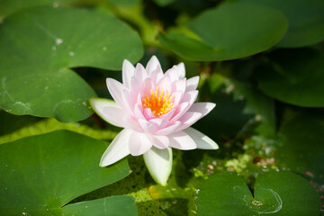 pink water lily