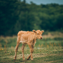 jejudo Calf