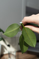 ficus cuttings. Breeding potted plants. Ficus elastica.
