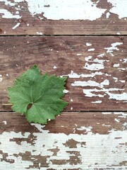 leaves on wooden background