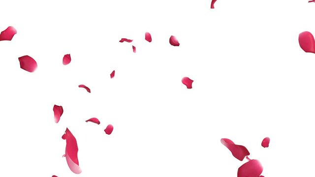 3D animation of rose petals flow with alpha layer