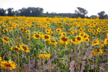 Field of blooming sunflowers in summertime in Czech republic
