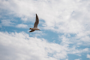 Fototapeta na wymiar a seagull soars in the sky, a beautiful background