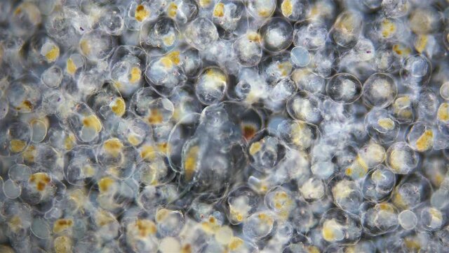 Colony of Rotifera Synchaeta sp. and water flea Polyphemus pediculus, Family Polyphemidae, under a microscope, . Salty marine organism, has a cosmopolitan distribution. Barents Sea