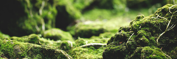 Beautiful Bright Green moss grown up cover the rough stones