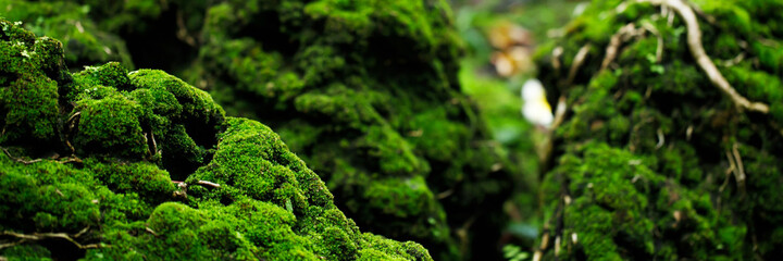 Beautiful Bright Green moss grown up cover the rough stones