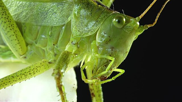 close up of green hay horse