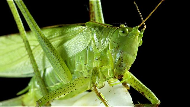 close up of green hay horse
