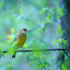 Greenfinch on a branch