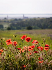Poppy flowers on a meadow in the back city of rust in Burgenland