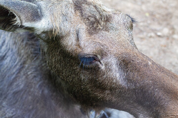 Fototapeta premium Muzzle of a moose with a sad expression of eyes in brown wool close-up
