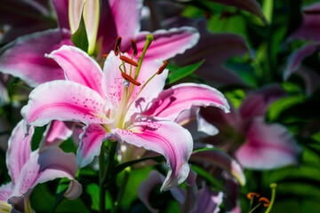 A closeup shot of a pink lily.