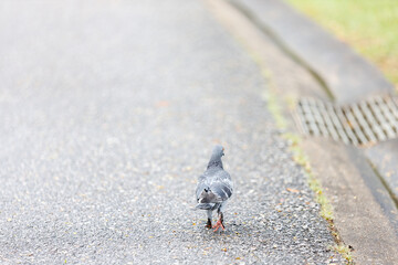 Pigeon walking on the street.