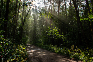 Obraz premium path in the forest wkth sun beams