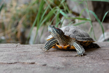 Trachemys scripta elegans Red eared slider on a rock