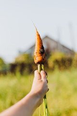Carrot in the hand. Big one fresh orange carrot in a female hand on a background of the garden....
