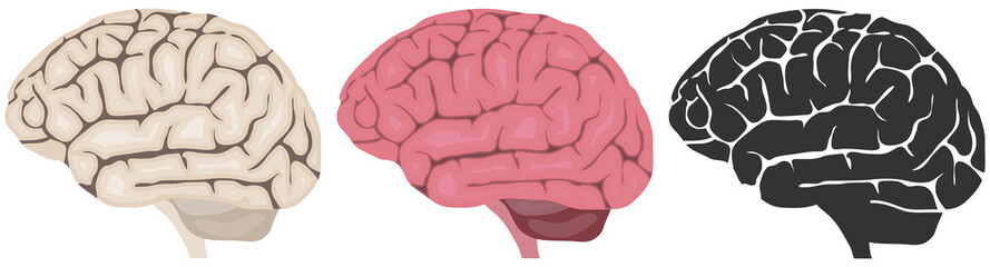 Human brain, human brain icon isolated on white background. Vector, cartoon illustration. Vector.