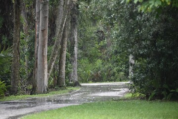Rain falling on unpaved path in Florida park