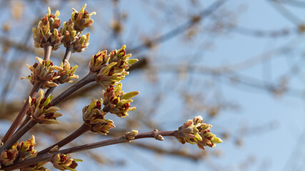 The buds on the branches of the maple blossom on a warm spring day