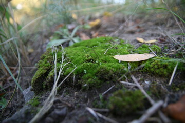 mushroom on the moss