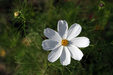 weiße cosmea blüte