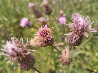 beauty of a simple thorn wild life